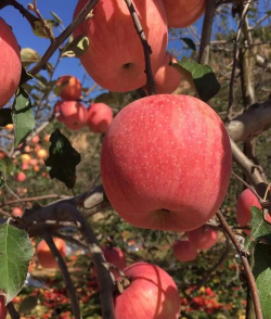 小众送妈妈的花有哪些花