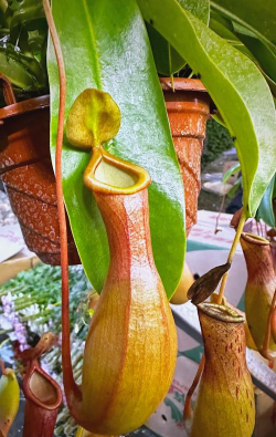 小众送妈妈的花有哪些花