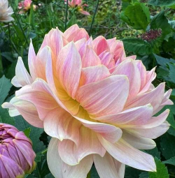 小众送妈妈的花有哪些花