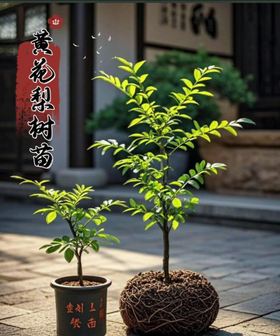 黄花梨怎么种植