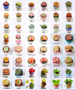 小众送妈妈的花有哪些花