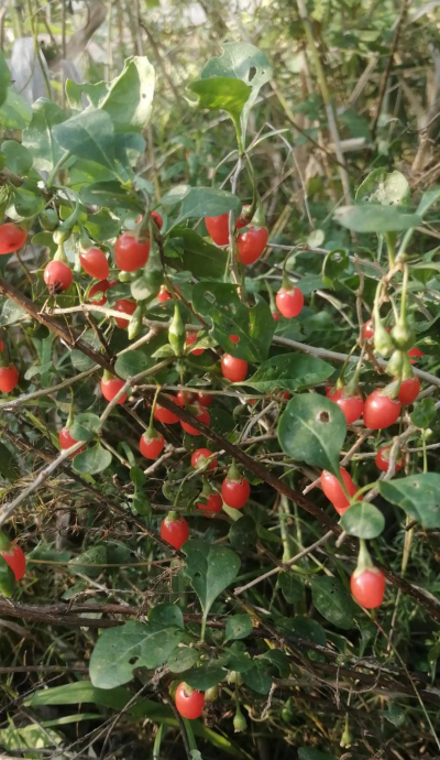枸杞是什么植物