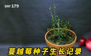 蔓越莓怎么种植