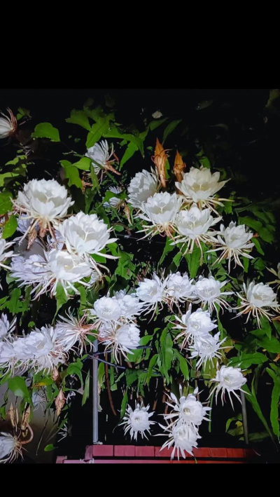 小众送妈妈的花有哪些花