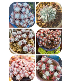 小众送妈妈的花有哪些花