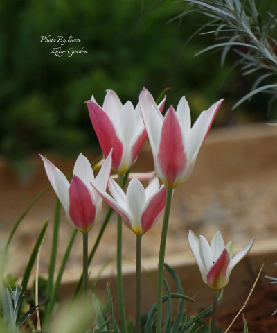 什么花代表春天