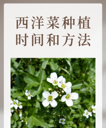 西洋菜怎么种植容易生长