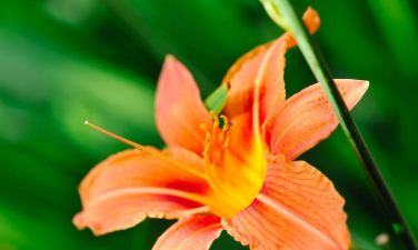 小众送妈妈的花有哪些花