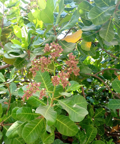 小众送妈妈的花有哪些花