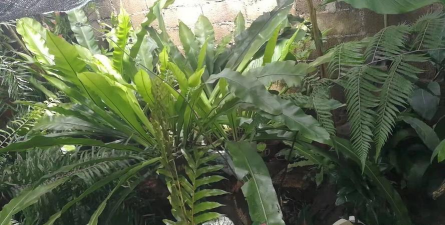 小众送妈妈的花有哪些花