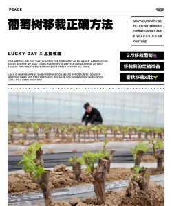 小众送妈妈的花有哪些花