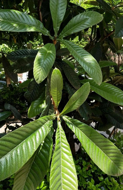 枇杷叶的特点和形状