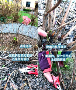 小众送妈妈的花有哪些花