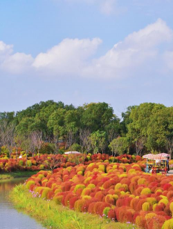 花开海上生态园11月有什么花