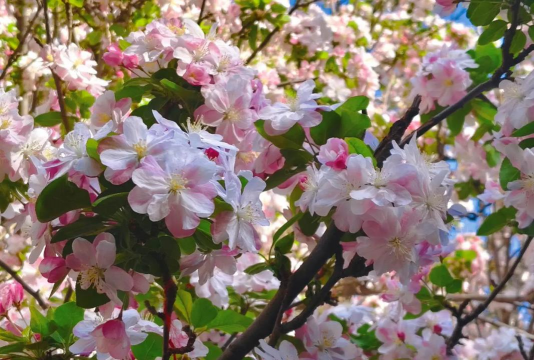 小众送妈妈的花有哪些花