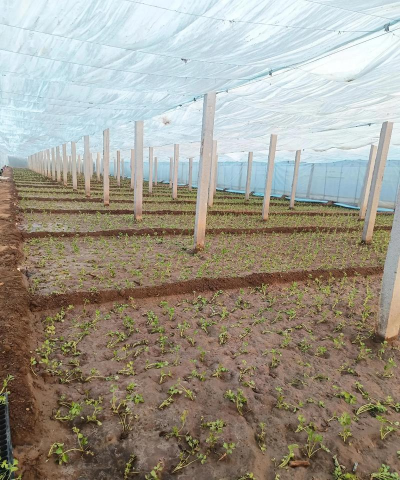 小众送妈妈的花有哪些花