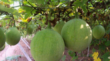 挂啦是什么植物