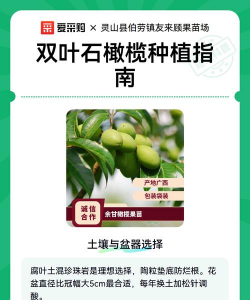 石橄榄怎么种植