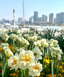 小众送妈妈的花有哪些花