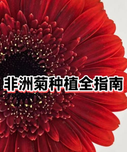 非洲菊怎么种植