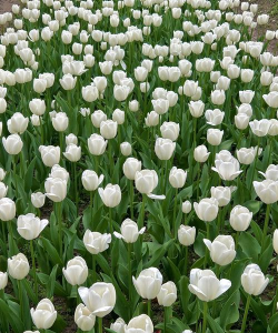 小众送妈妈的花有哪些花