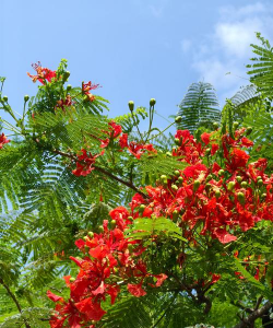 小众送妈妈的花有哪些花