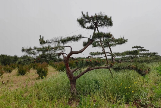 造型油松的特征