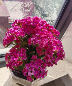 小众送妈妈的花有哪些花