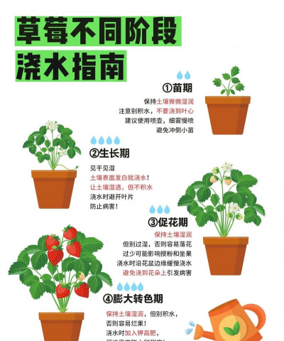 种草莓怎么种植方法