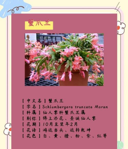 小众送妈妈的花有哪些花