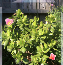 小众送妈妈的花有哪些花