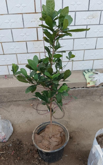 小众送妈妈的花有哪些花