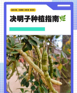 决明子怎么种植