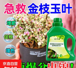 小众送妈妈的花有哪些花