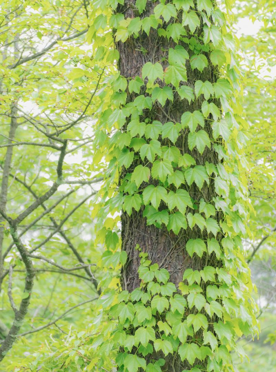 小众送妈妈的花有哪些花