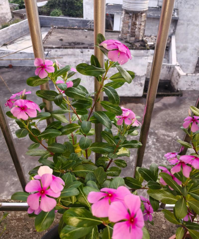 小众送妈妈的花有哪些花