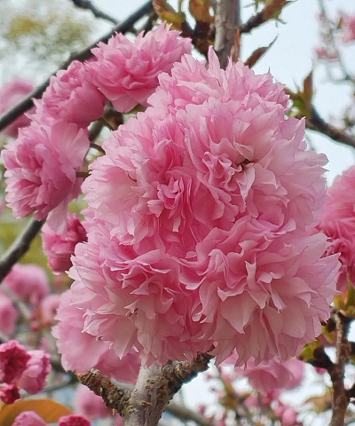 小众送妈妈的花有哪些花