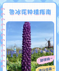 小众送妈妈的花有哪些花