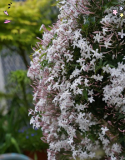 小众送妈妈的花有哪些花