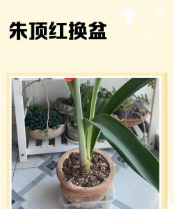 小众送妈妈的花有哪些花