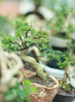 室内养黄荆叶冬天会落叶吗