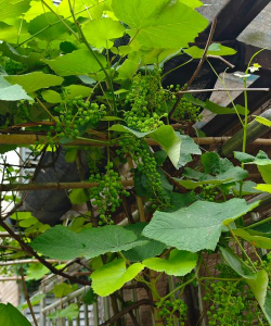 葡萄是缠绕藤本植物吗