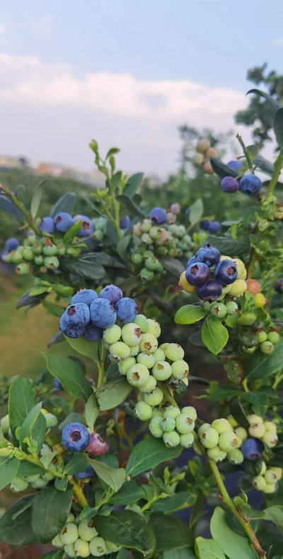 小众送妈妈的花有哪些花