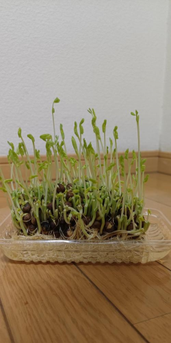 小众送妈妈的花有哪些花