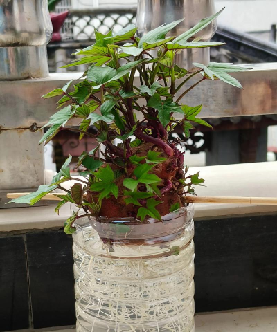 小众送妈妈的花有哪些花