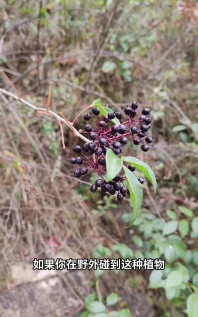 刺五加怎么种植