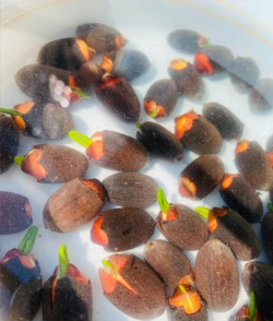 马蔺花种子怎么种