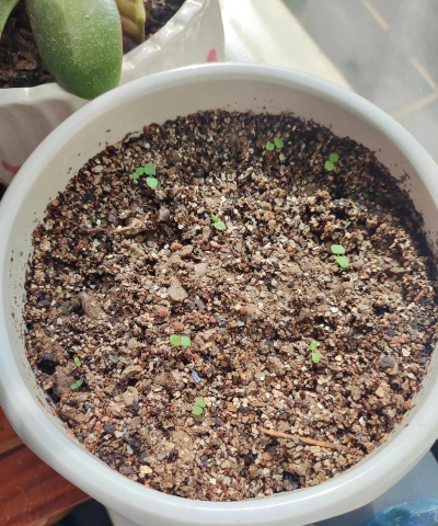 小众送妈妈的花有哪些花