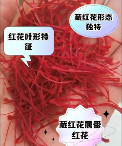 新疆红花和藏红花的区别