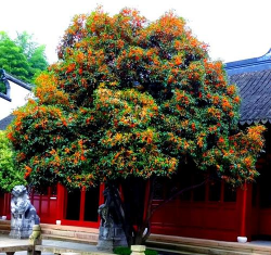 小众送妈妈的花有哪些花